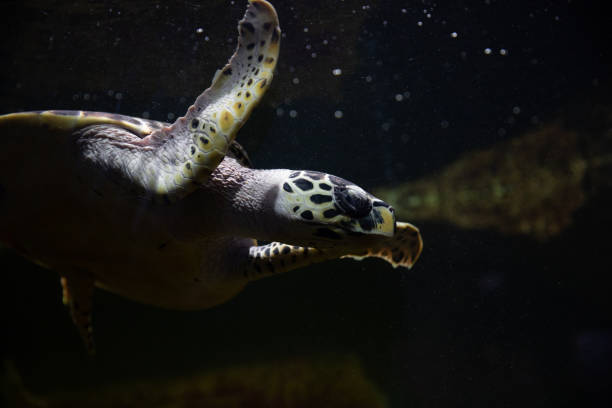 sea turtle swims in dark salt water