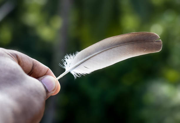 istock A gray color bird feather holding with two fingers close up view 1329007987