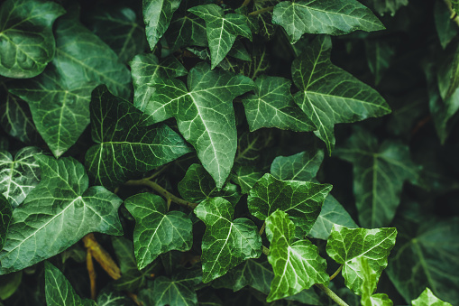 Hedera helix, common ivy. Evergreen vine, climbing flowering wild plant of the ivy genus in the family Araliaceae. Close up of dark leaves in garden, nature background, green natural wallpaper
