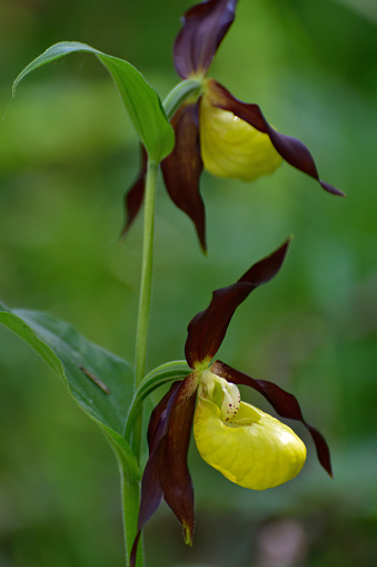 Orchidea selvatica Scarpetta di Venere (Cypripedium calceolus). Wild Orchid on the woods