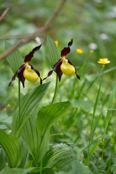 istock Orchidea selvatica Scarpetta di Venere (Cypripedium calceolus). Wild Orchid on the woods 1329009464