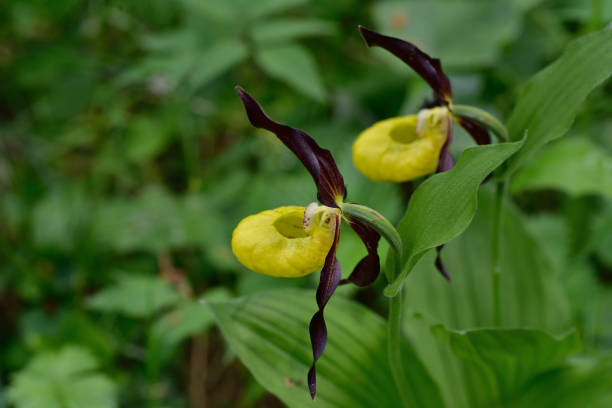 istock Orchidea selvatica Scarpetta di Venere (Cypripedium calceolus). Wild Orchid on the woods 1329009988
