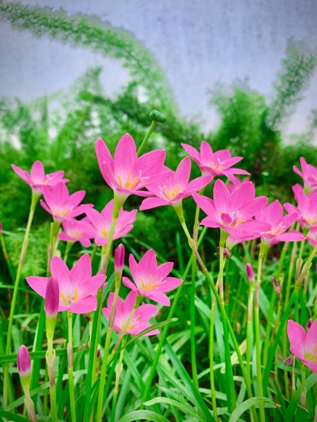 Pink stars under the green