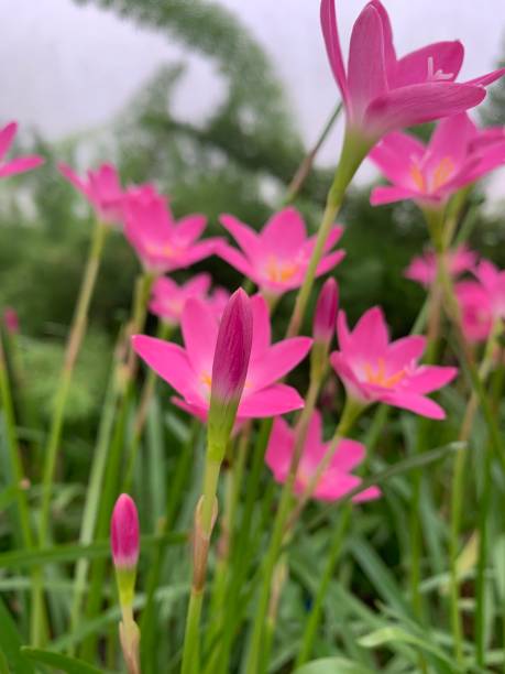 istock Pink stars under the green 1329011493