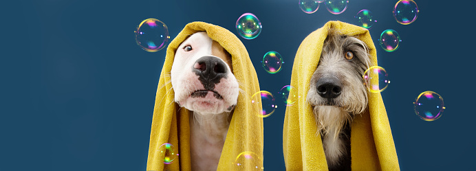 Banner two dogs ready to take a a shower wrapped with a yellow towel. Animal on blue colored background with bubbles. puppy summer season.