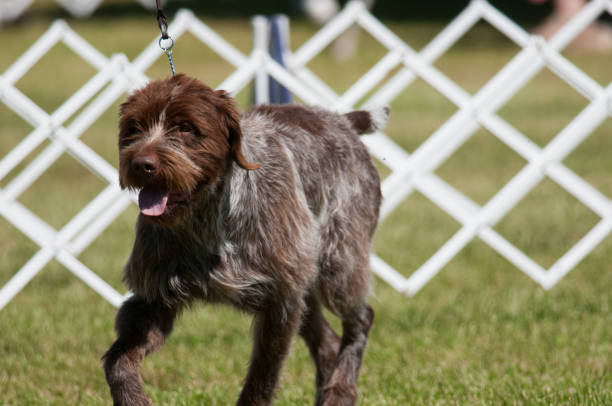 Wirehaired Pointing Griffon in show ring Wirehaired Pointing Griffon at a dog show in New York berger australien bleu merle prix stock pictures, royalty-free photos & images