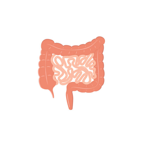 ilustraciones, imágenes clip art, dibujos animados e iconos de stock de signo de intestinos humanos de color plano - peer to peer illustrations