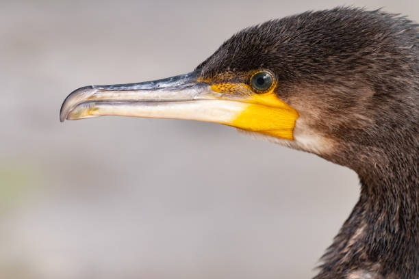 istock Cormorant, Phalacrocorax carbo. Cormorant head close up 1329016456
