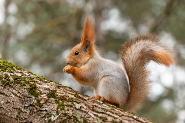 istock Eurasian red squirrel Sciurus vulgaris closeup portrait 1329016543