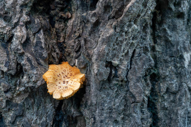 istock the edge of the Mushroom. 1329019053