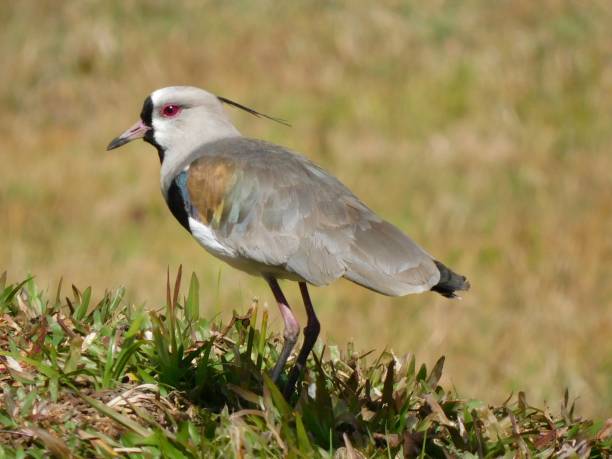istock South american bird 1329019278
