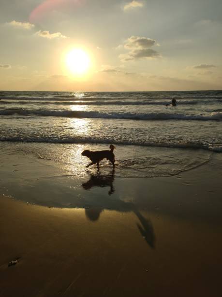 istock Reflection - puppy walks in water Golden beach 1329020691
