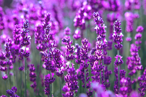 istock Lavender flower field at sunset rays 1329022748