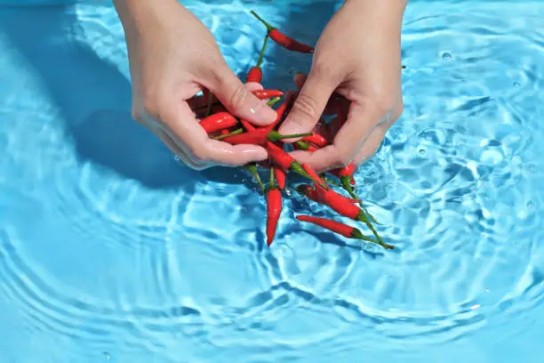 Photo of Woman hand washing bird pepper in clean water. Wash vegetables before cooking