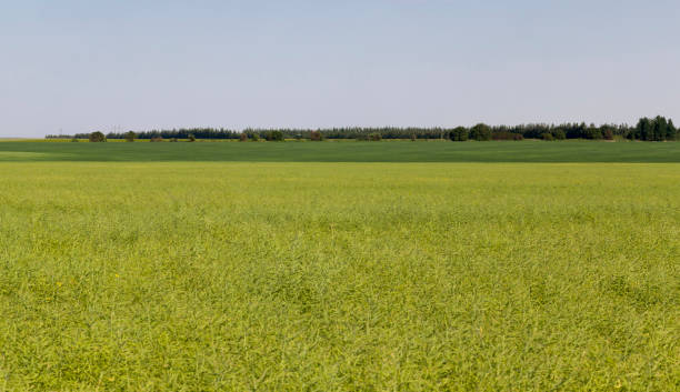 istock agricultural field with faded rapeseed 1329024142