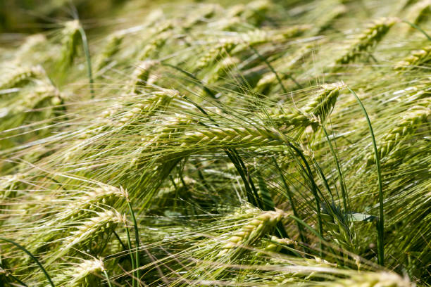 istock rye field with green unripe rye spikelets 1329024210