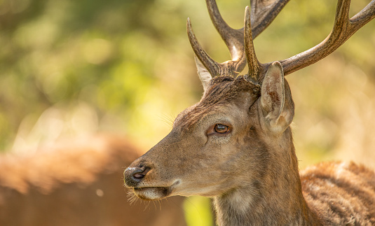 Red deer, adult male with large striped horns. Used for interior decoration. This animal is also valuable for its fur and meat.