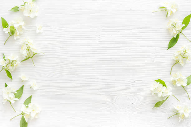 istock White blossom jasmine flowers with green leaves flat lay 1329025404