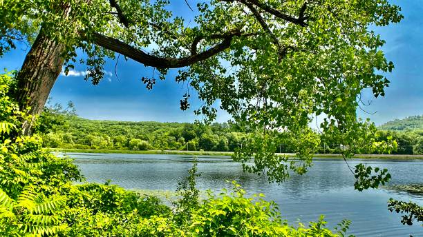 one leaning green leafed tree overhanging the connecticut river touring windham county near brattleboro, vt - usa samuel howell stock pictures, royalty-free photos & images