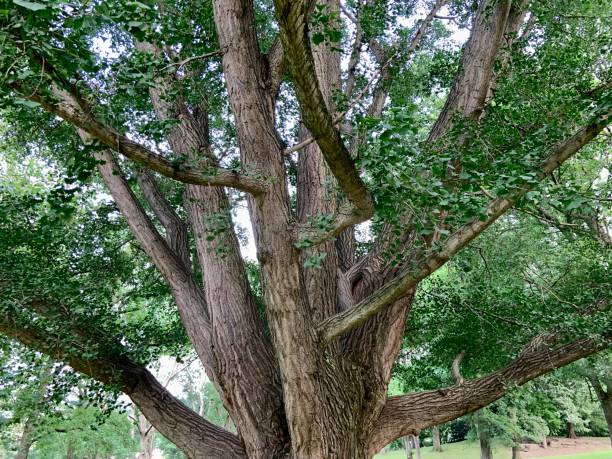 istock Beautiful Ginko Tree in City Park 1329027193