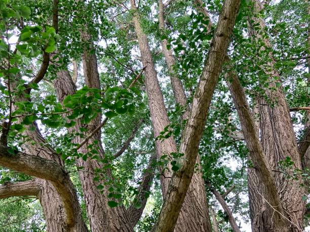 istock Beautiful Ginko Tree in City Park 1329027247
