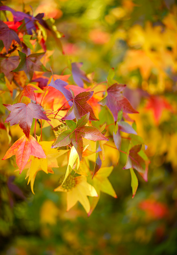 Top table view on multi-colored bright maple leaves. Fall background
