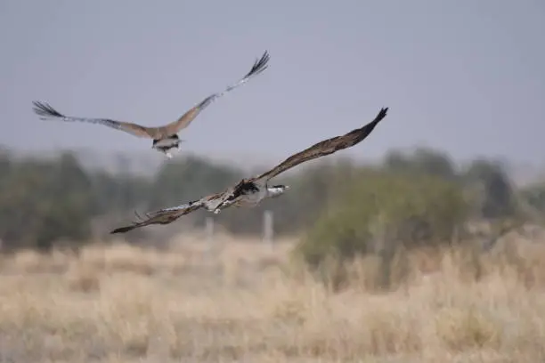 GIB at Desert National Park, Rajasthan
