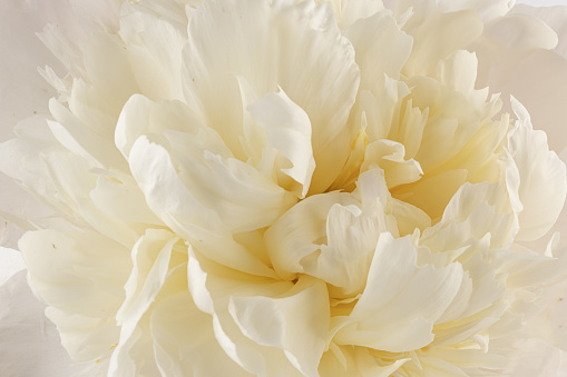 beautiful white peony isolated on light background, close up detail shot, romantic background