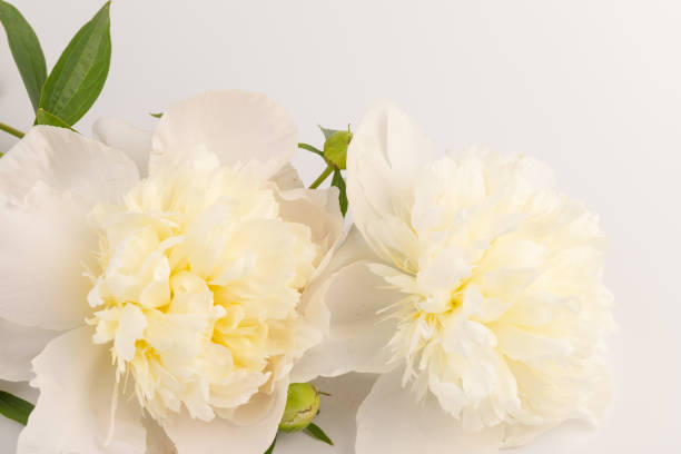 istock white peony flower isolated on light background 1329033122