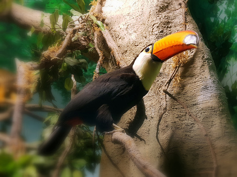 toucan bird on a tree posing for the camera