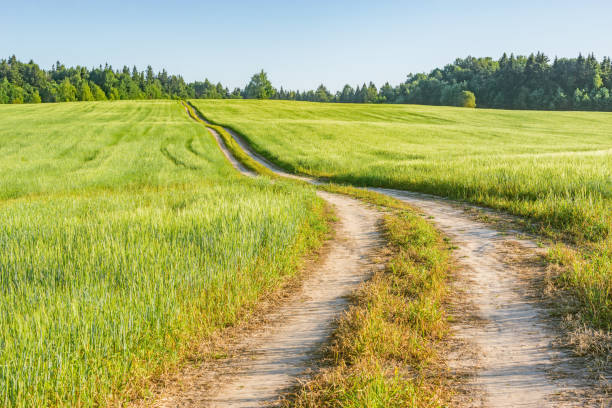istock Field with rye and road at sunny evening. 1329036256