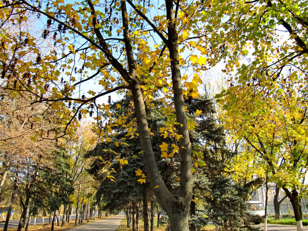 istock Yellow leaves on trees. Autumn 1329037060