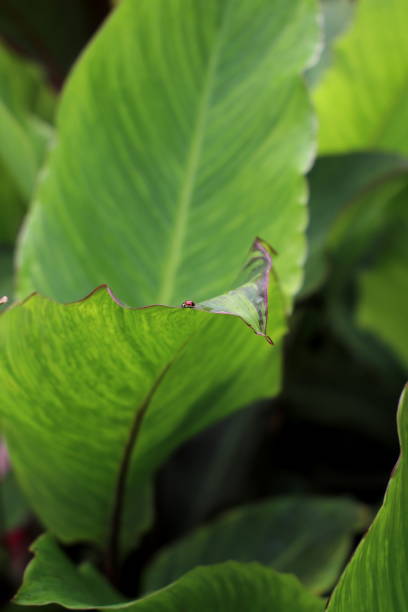 istock Tiny ladybug on huge green leaf of canna lily. 1329037385