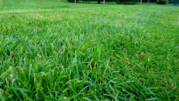 istock Green mowed lawn in the park on a cloudy day 1329040005