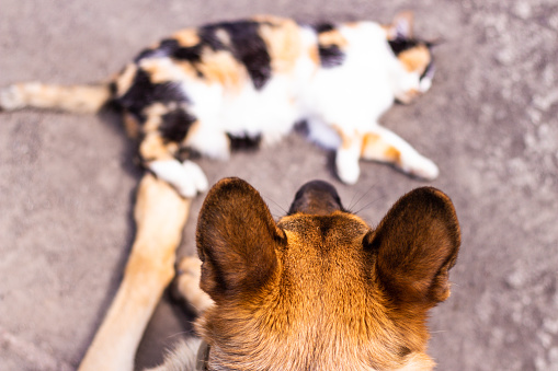 Friendship between a dog and a cat. Joint rest of pets. German shepherd dog with a tricolor cat lie on the ground with their paws touching