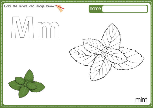 色に輪郭を描いたクリップアートと子供アルファベットの塗り絵のベクターイラスト。ミントのための文字m。 - ミント点のイラスト素材／クリップアート素材／マンガ素材／アイコン素材