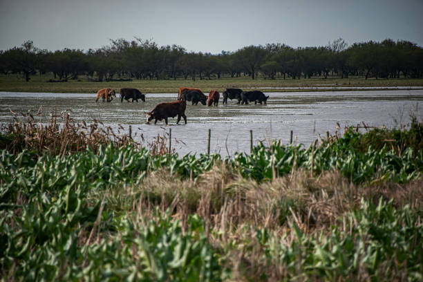 istock Cows in the water during a flood. 1329042697