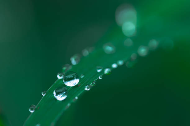 istock Water droplets macro on leaf Love water concept Love nature 1329043047