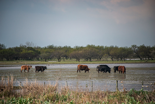 Cows in the water during a flood in the countryside in Entre Rios province, Argentina.