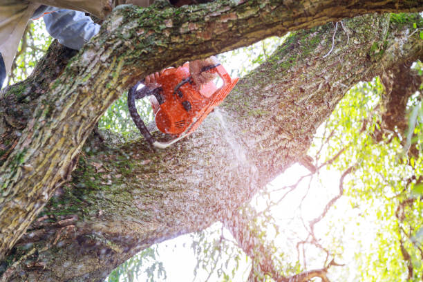 istock Man pruning tree branches work in the city utilities after damaged trees after a storm 1329043956