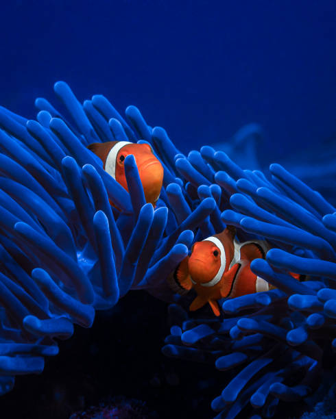 Two cute clown fish are in a sea anemone in the bright blue sea water A pair of orange clownfish live in an anemone in the turquoise sea water. Wild life of the ocean. Diving on the coral reef of the marine reserve. Travel to Asia. Exotic pets of the marine aquarium sea anemone stock pictures, royalty-free photos & images