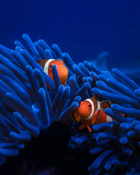 A pair of orange clownfish live in an anemone in the turquoise sea water. Wild life of the ocean. Diving on the coral reef of the marine reserve. Travel to Asia. Exotic pets of the marine aquarium