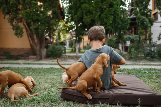 A cute young boy is playing with a litter of vizsla puppies.