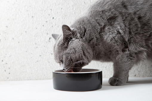 Cute British cat eats food from a ceramic bowl. Pet food