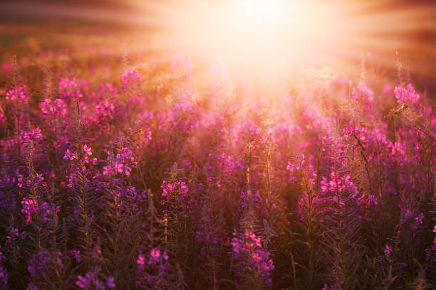 A colorful blooming meadow with the rays of the setting sun. Purple, orange and pink shades