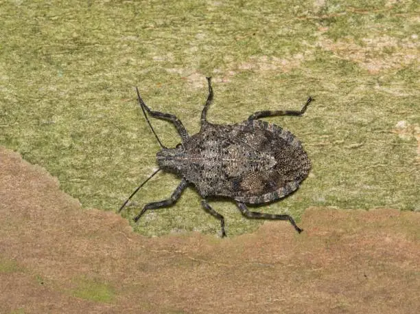Photo of Rough Stink Bug (Brochymena) macro isolated on a Crepe Myrtle tree.