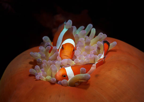 istock Two striped clownfish hiding in an orange anemone 1329046533