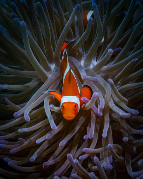 istock Purple sea anemone, which hides orange clown fish 1329048204