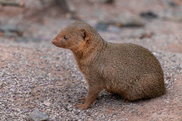 istock Cute common dwarf mongoose, Helogale parvula, on a sandy ground. Mongoose species native to Angola, northern Namibia, KwaZulu-Natal in South Africa, Zambia and East Africa. 1329049238