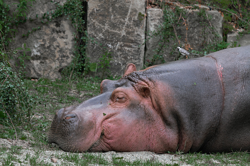 Hippopotamus, Hippopotamus amphibius, also called hippo, sleeps with its head laid on a grassy ground while small black and white bird walks on its neck. Mammal native to sub-Saharan Africa